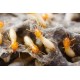 Termite Control Treatment